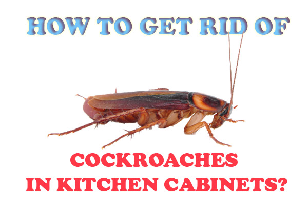 How to Get Rid of Cockroaches in Kitchen Cabinets