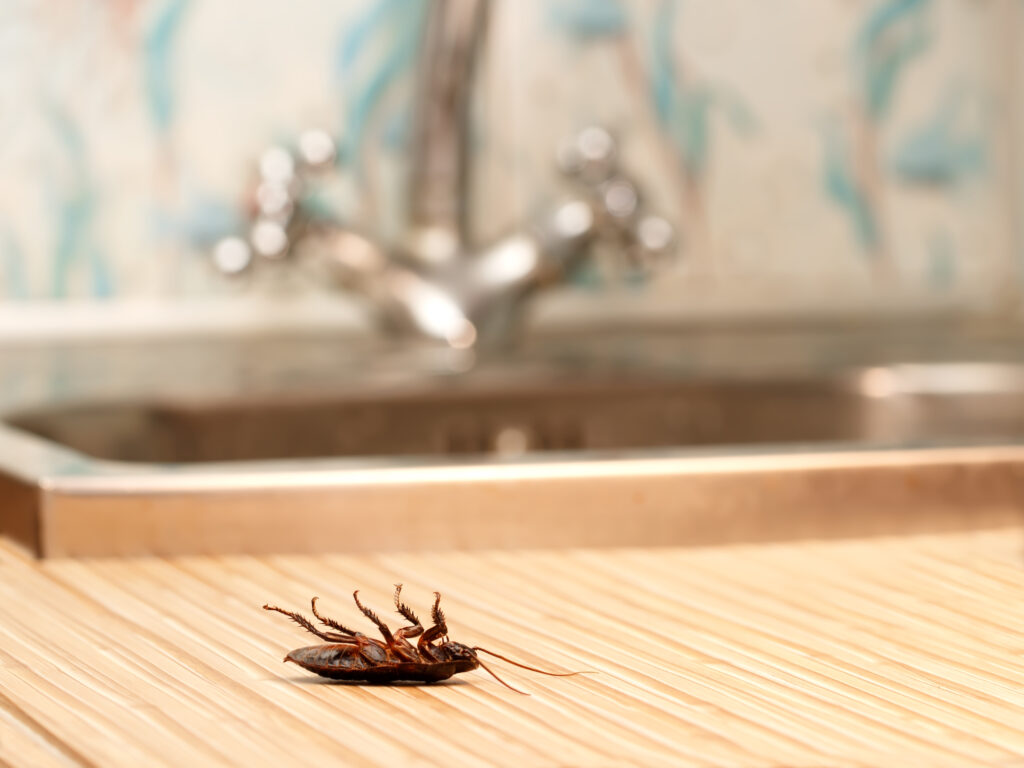 Tips on How to Get Rid of Cockroaches in Your Home